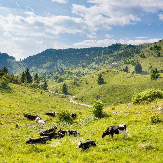 Fratelli Billo Salumificio - Tradizione Artigianale e Qualità Made in Italy nel Cuore del Montegrappa.