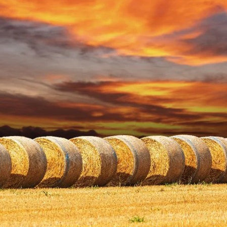 La Bassa Padana Lombarda