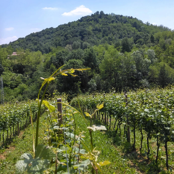 Rosè Spumante Brut  -  Cirotto - vaigustando